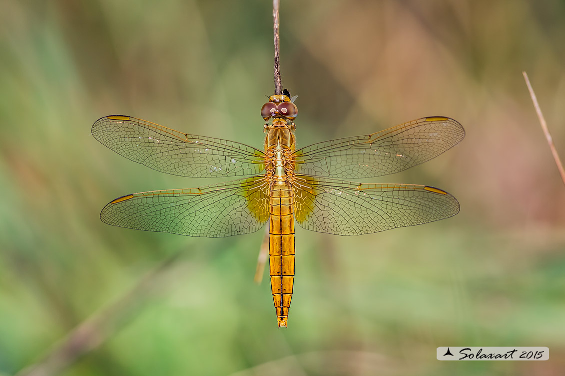 Crocothemis erythraea (femmina) - Scarlet Dragonfly (female)