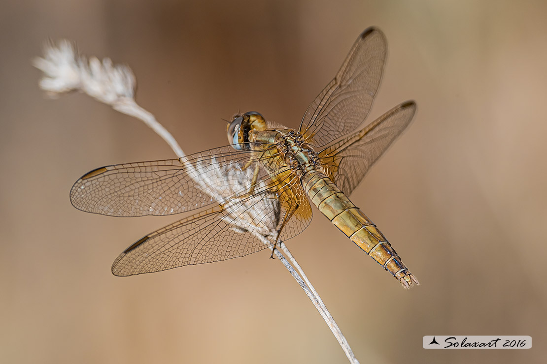 Crocothemis erythraea: frecciarossa (femmina); Scarlet Dragonfly (female)