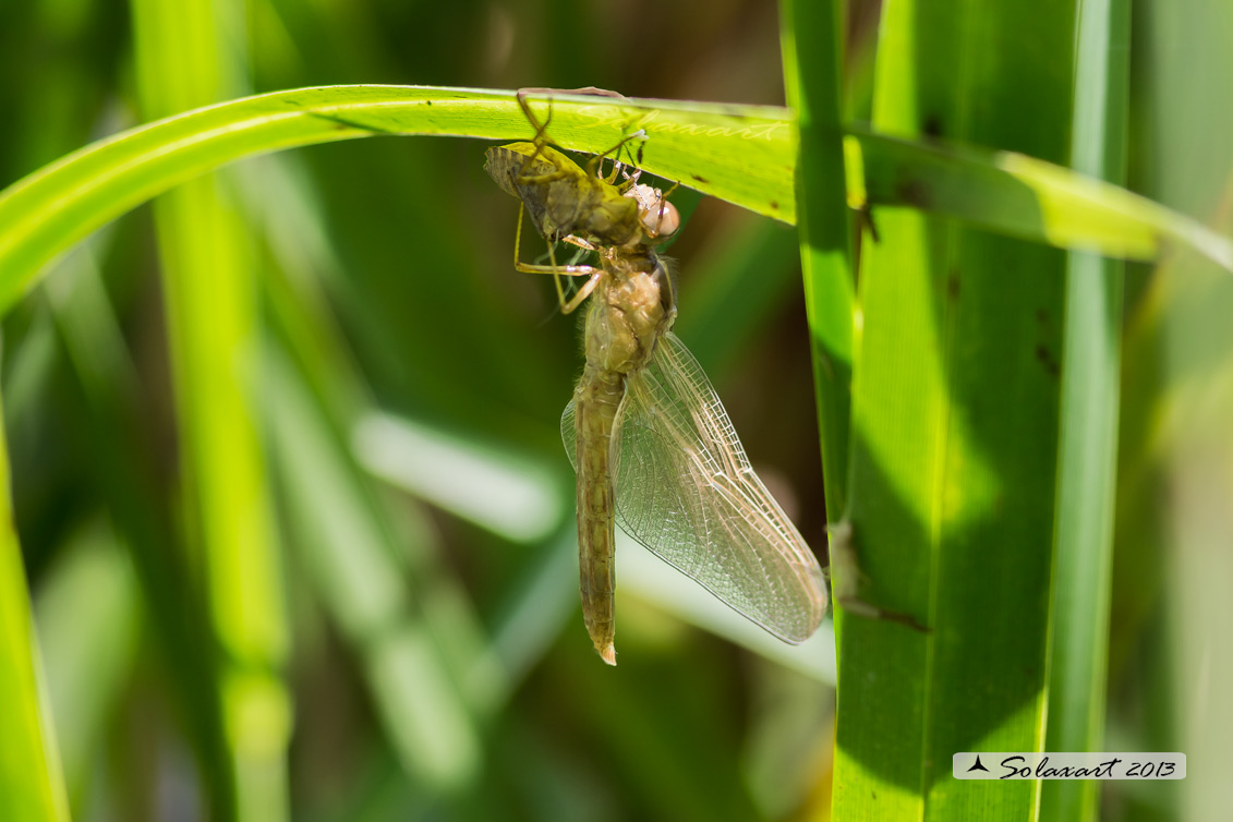 Crocothemis erythraea (maschio in sfarfallamento) - Scarlet Dragonfly (emerging male)