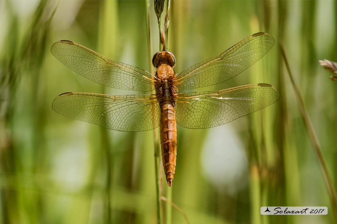 Crocothemis erythraea:  frecciarossa (maschio immaturo); Scarlet Dragonfly (Youth male) 