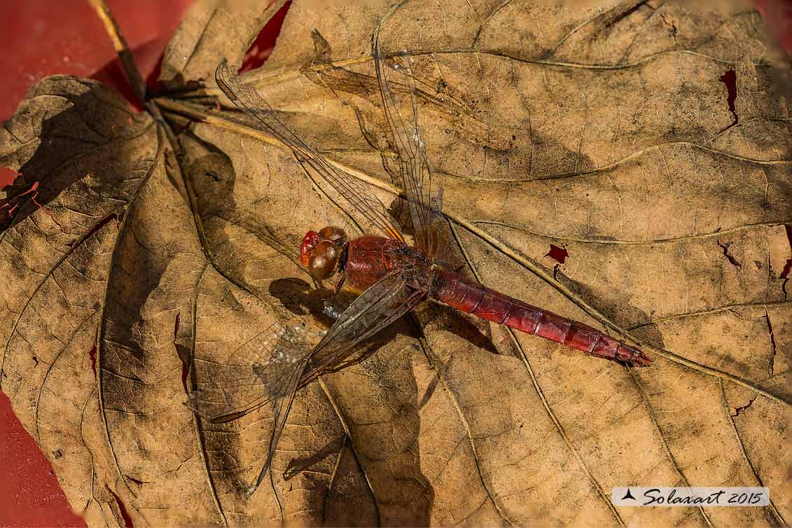 Crocothemis erythraea: frecciarossa (maschio mummificato) ; Scarlet Dragonfly (mummified male)