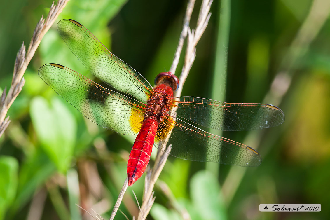 Libellula Saturata -  Crocothemis Erythraea - maschio