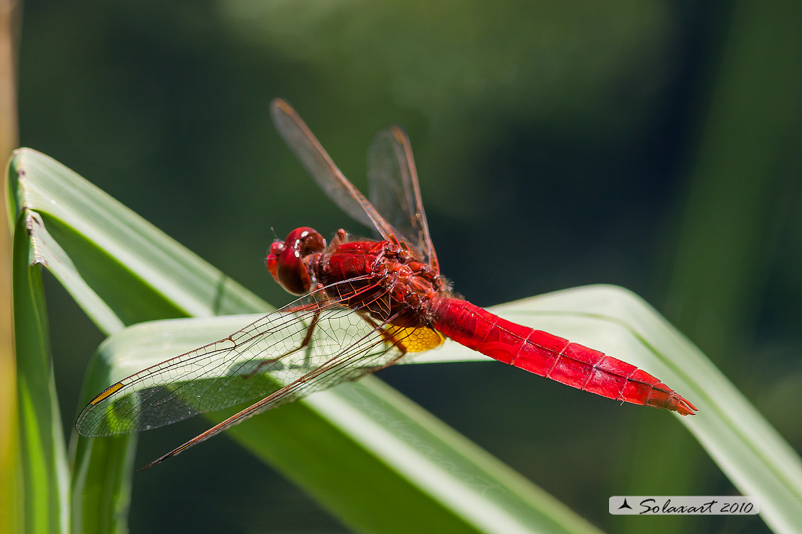 Libellula Saturata -  Crocothemis Erythraea - maschio