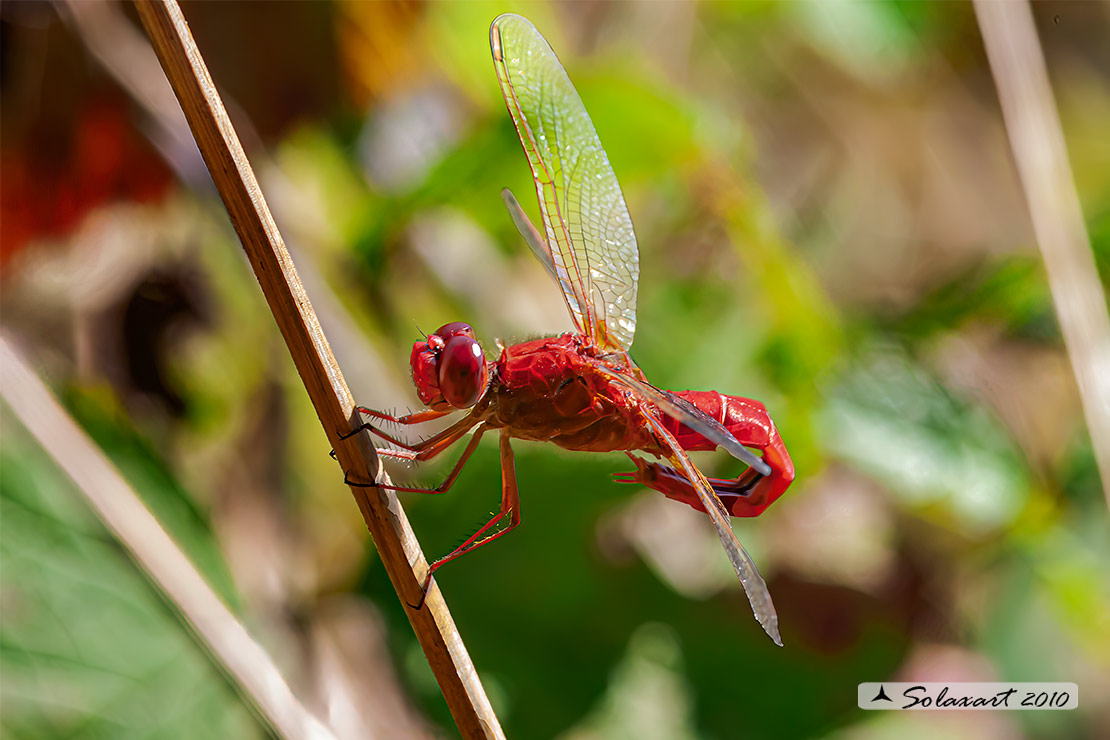 Crocothemis erythraea