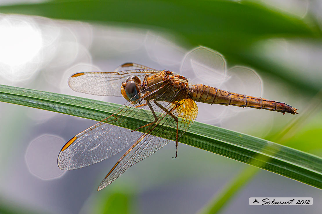 Crocothemis erythraea: frecciarossa (femmina);  Scarlet Dragonfly (aged female)