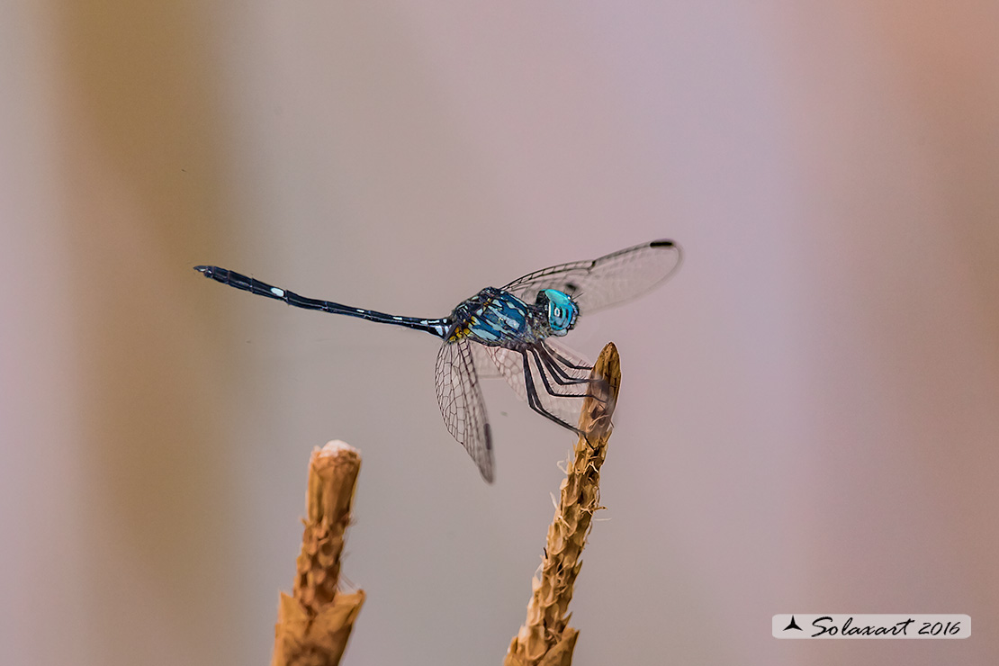 Dythemis nigra :  Blue-eyed Setwing (male)