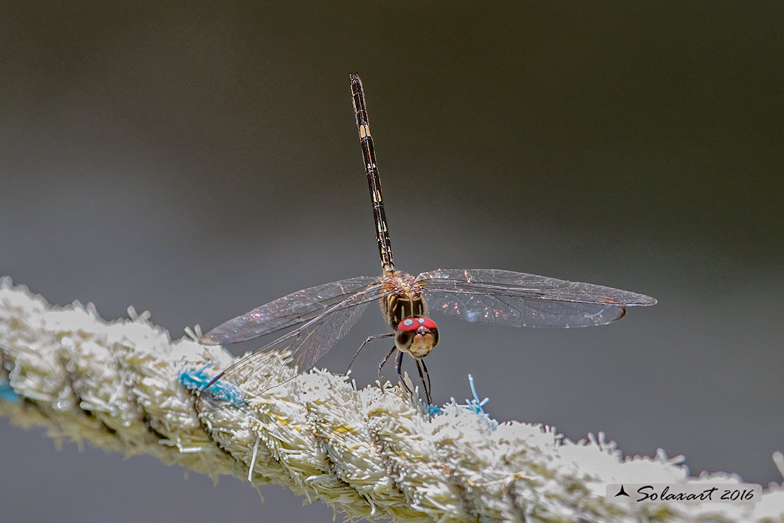 Dythemis sterilis: Brown Setwing (female)