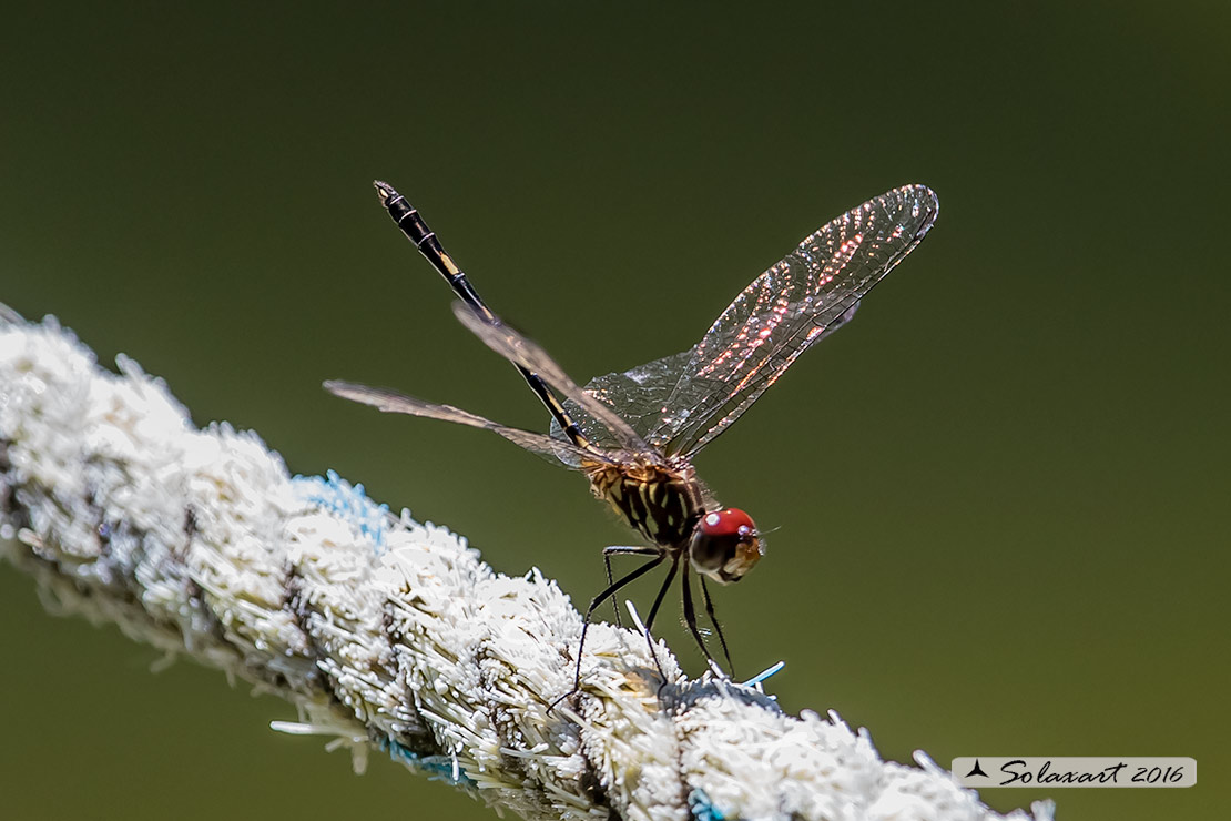 Dythemis sterilis: Brown Setwing (male)