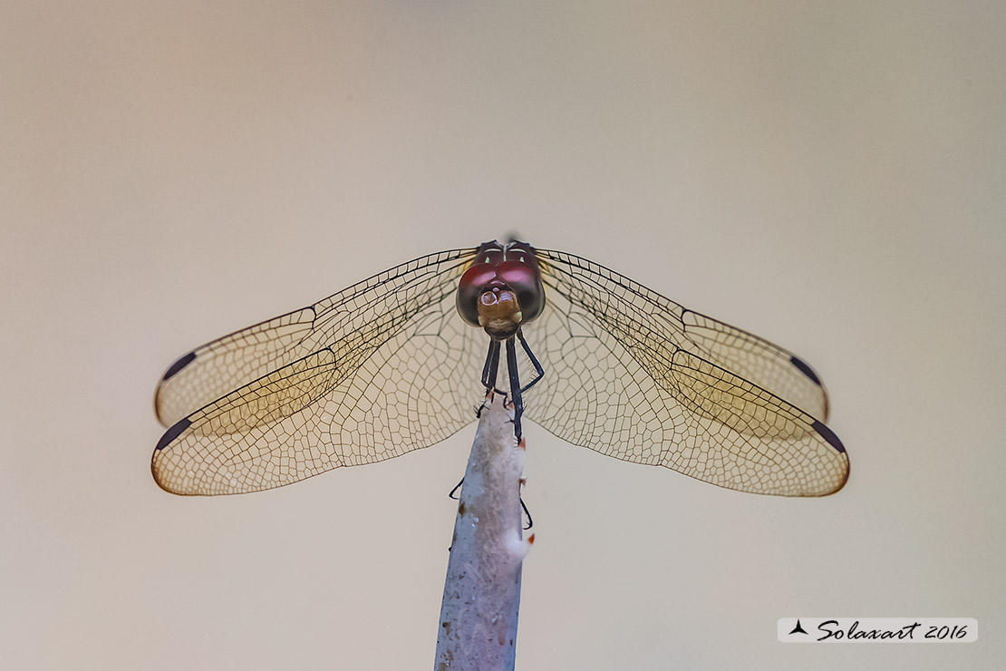 Dythemis sterilis: Brown Setwing (male)