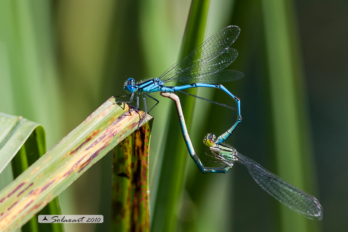 Enallagma cyathigerum - copula