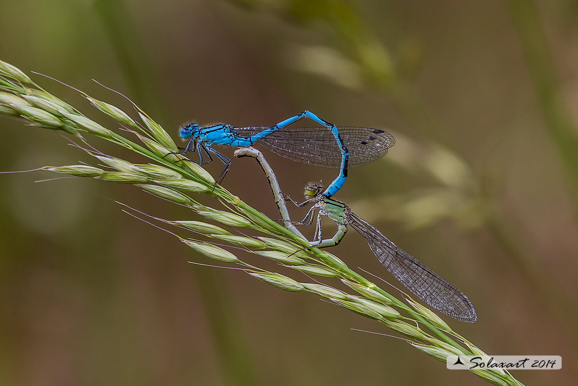 Enallagma cyathigerum (copula) - Common Blue Damselfly  (copula)