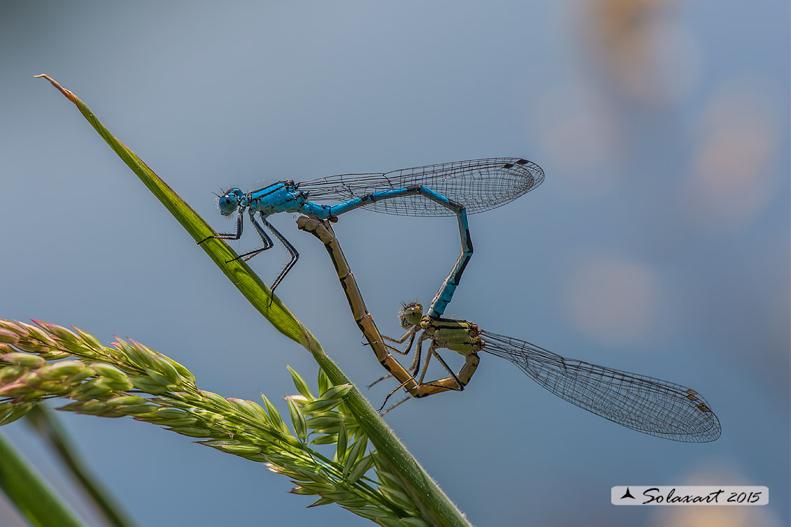 Enallagma cyathigerum (copula) - Common Blue Damselfly  (copula)