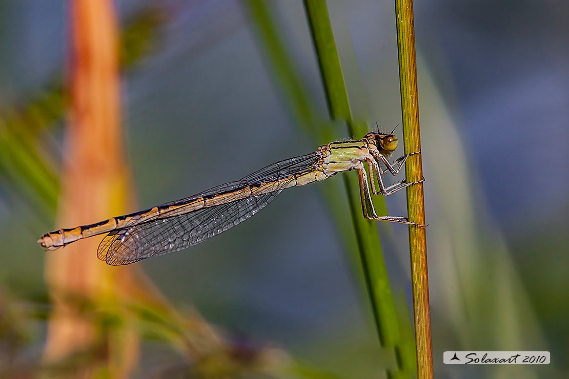 Enallagma cyathigerum