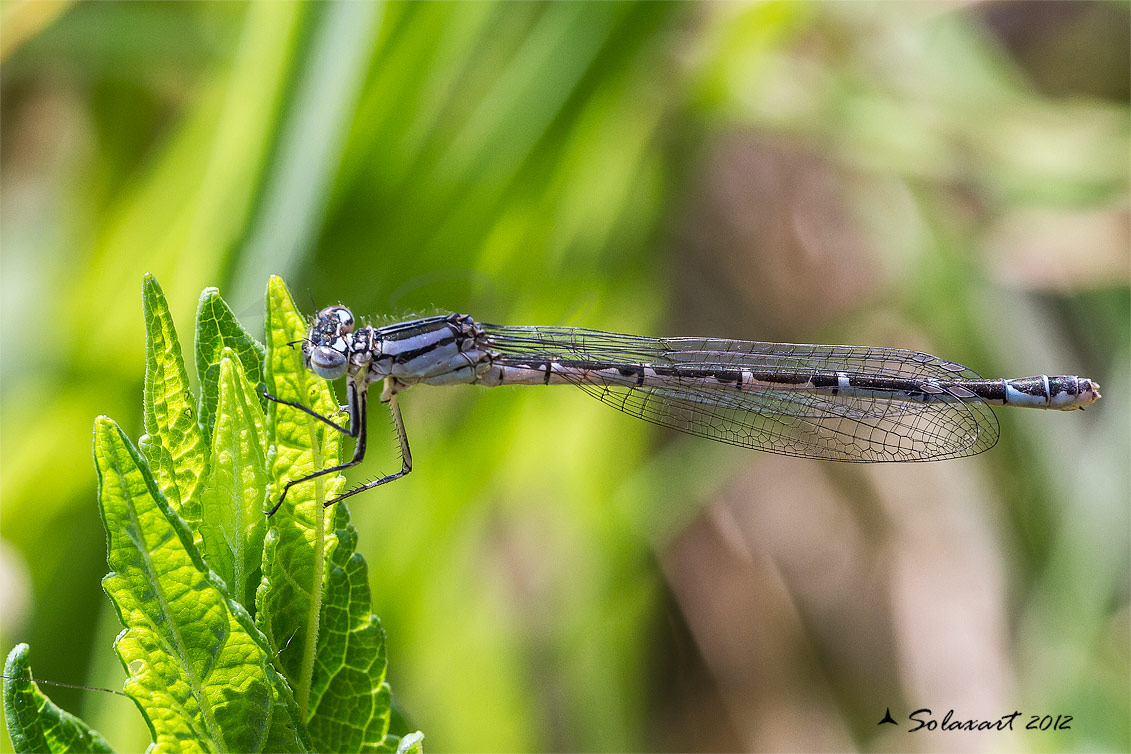 Enallagma cyathigerum female 