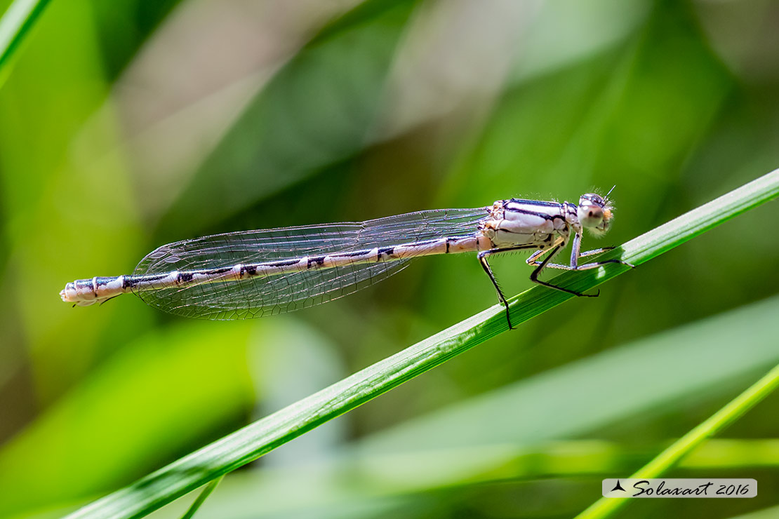 Enallagma cyathigerum (Femmina) - Common Blue Damselfly  (female)