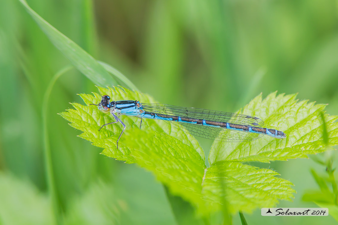 Enallagma cyathigerum (Femmina con variante cromatica blue) - Common Blue Damselfly  (female with chromatic variant blue)