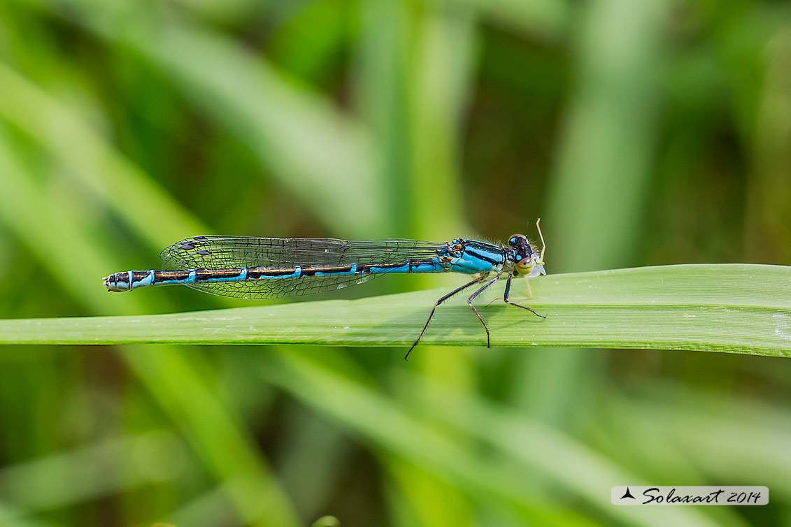 Enallagma cyathigerum (Femmina con variante cromatica blue) - Common Blue Damselfly  (female with chromatic variant blue)