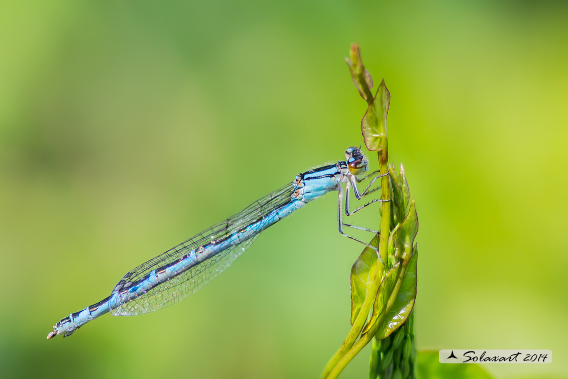 Enallagma cyathigerum (Femmina con variante cromatica blu) - Common Blue Damselfly  (female with chromatic variant blue)