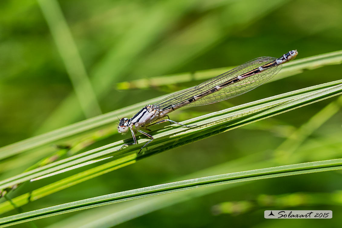 Enallagma cyathigerum (Femmina) - Common Blue Damselfly  (female)