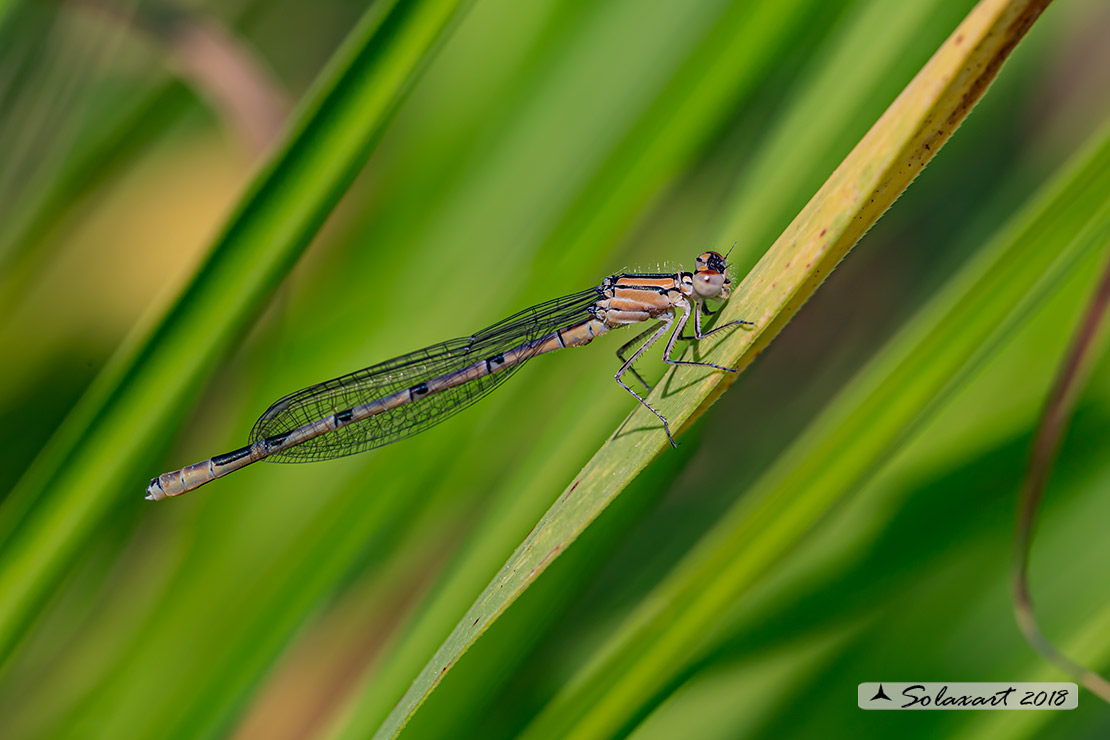 Enallagma cyathigerum (maschio immaturo); Common Blue Damselfly (male j)
