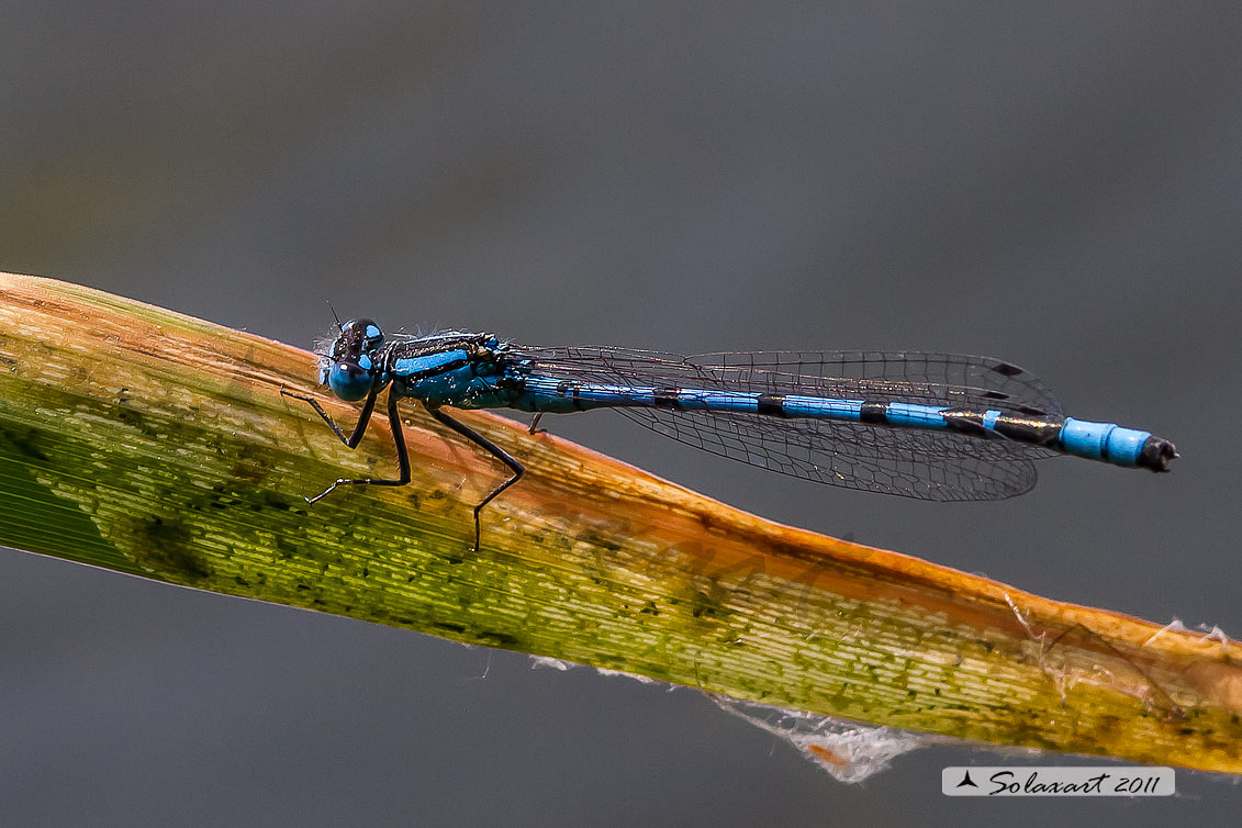 Enallagma cyathigerum  - Common Blue Damselfly