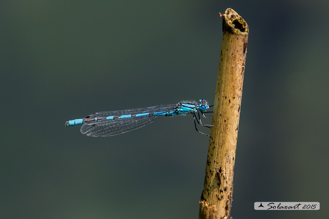 Enallagma cyathigerum (maschio); Common Blue Damselfly (male)