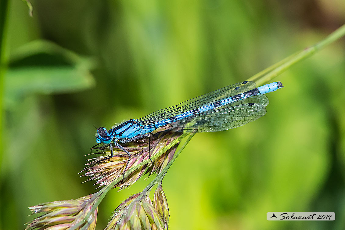 Enallagma cyathigerum (maschio); Common Blue Damselfly (male)