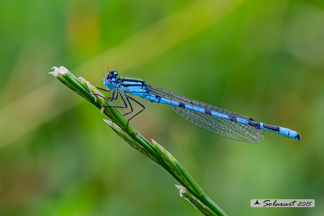 Enallagma cyathigerum (maschio); Common Blue Damselfly (male)