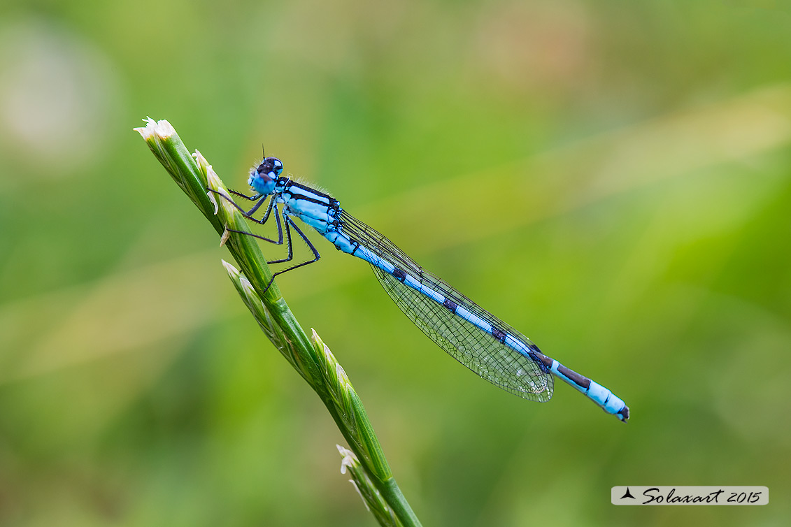 Enallagma cyathigerum (maschio); Common Blue Damselfly (male)