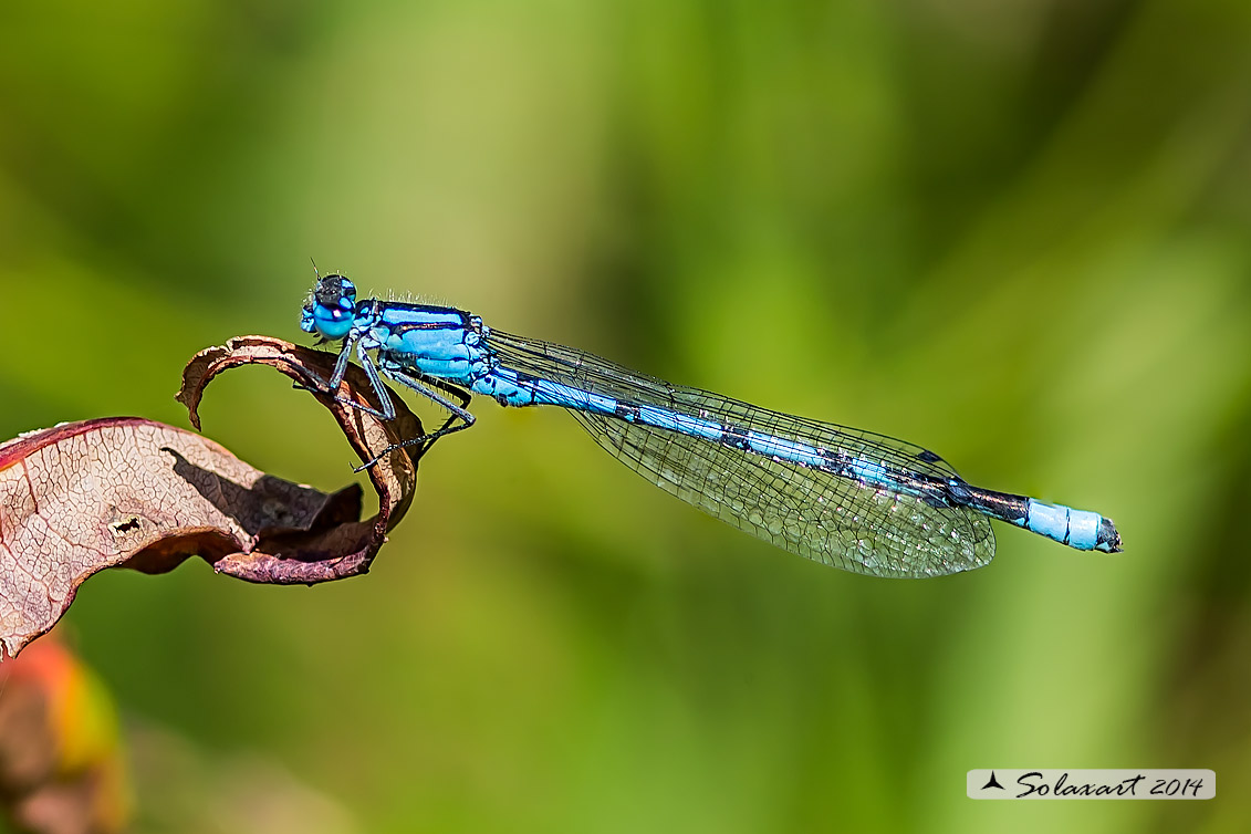 Enallagma cyathigerum (maschio); Common Blue Damselfly (male)