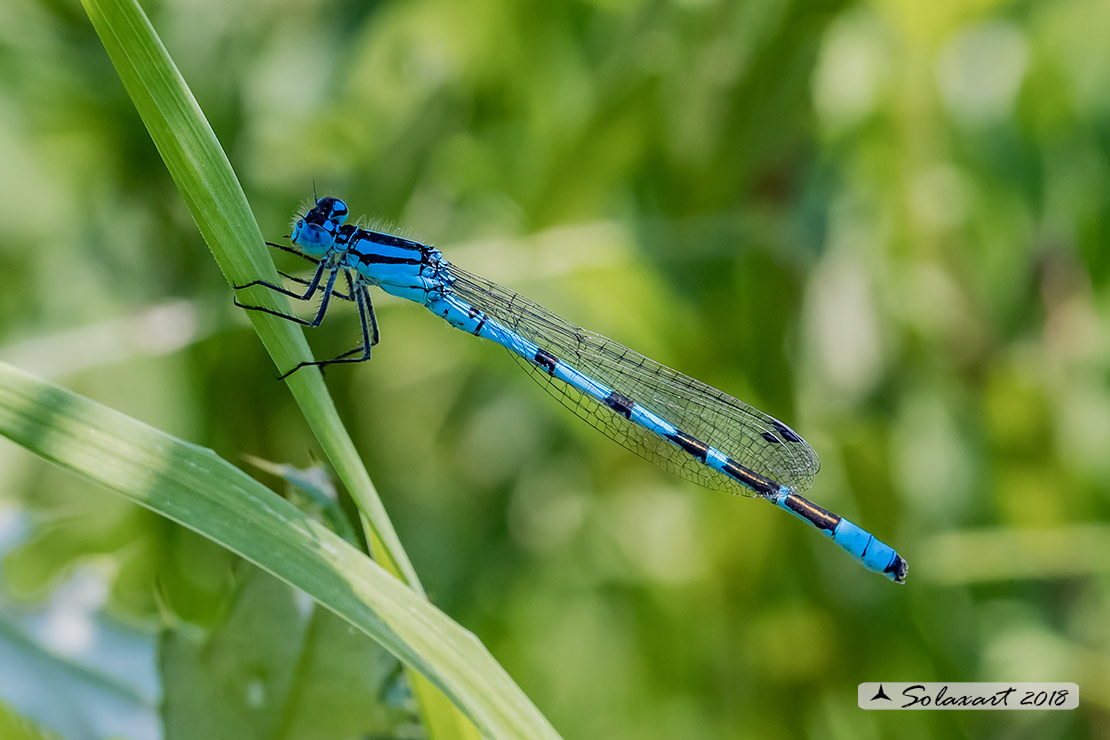 Enallagma cyathigerum (maschio); Common Blue Damselfly (male)