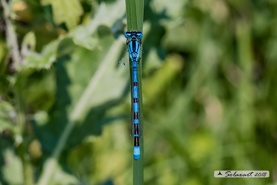 Enallagma cyathigerum (maschio); Common Blue Damselfly (male)