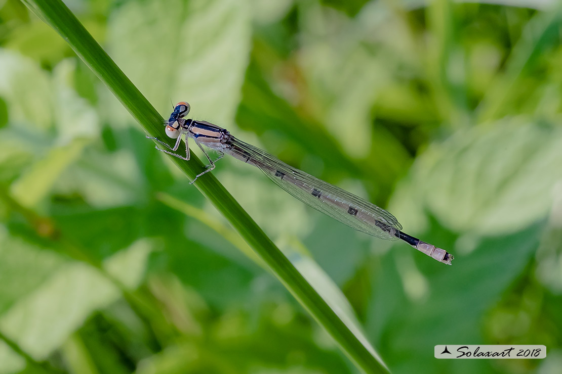 Enallagma cyathigerum (maschio immaturo); Common Blue Damselfly (male j)