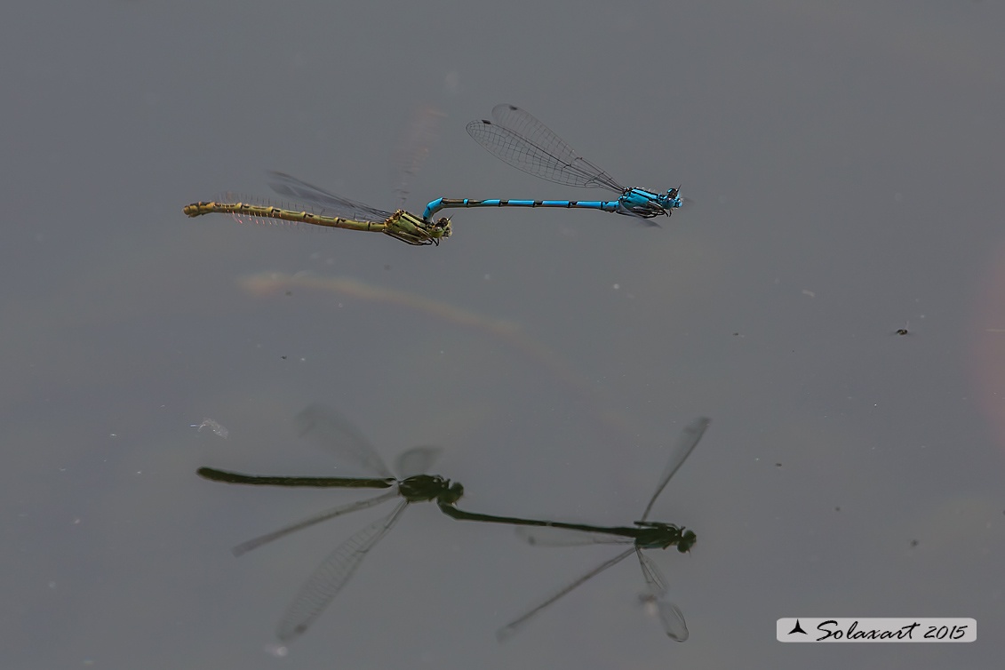 Enallagma cyathigerum (tandem) - Common Blue Damselfly  (tandem)