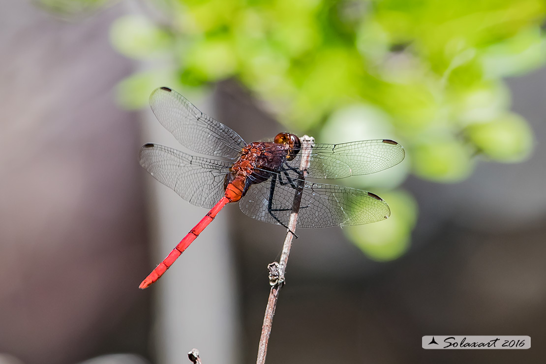 Erythemis haematogastra:  Red Pondhawk (male)