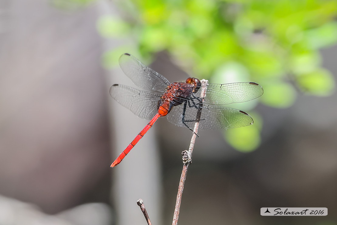 Erythemis haematogastra:  Red Pondhawk (male)