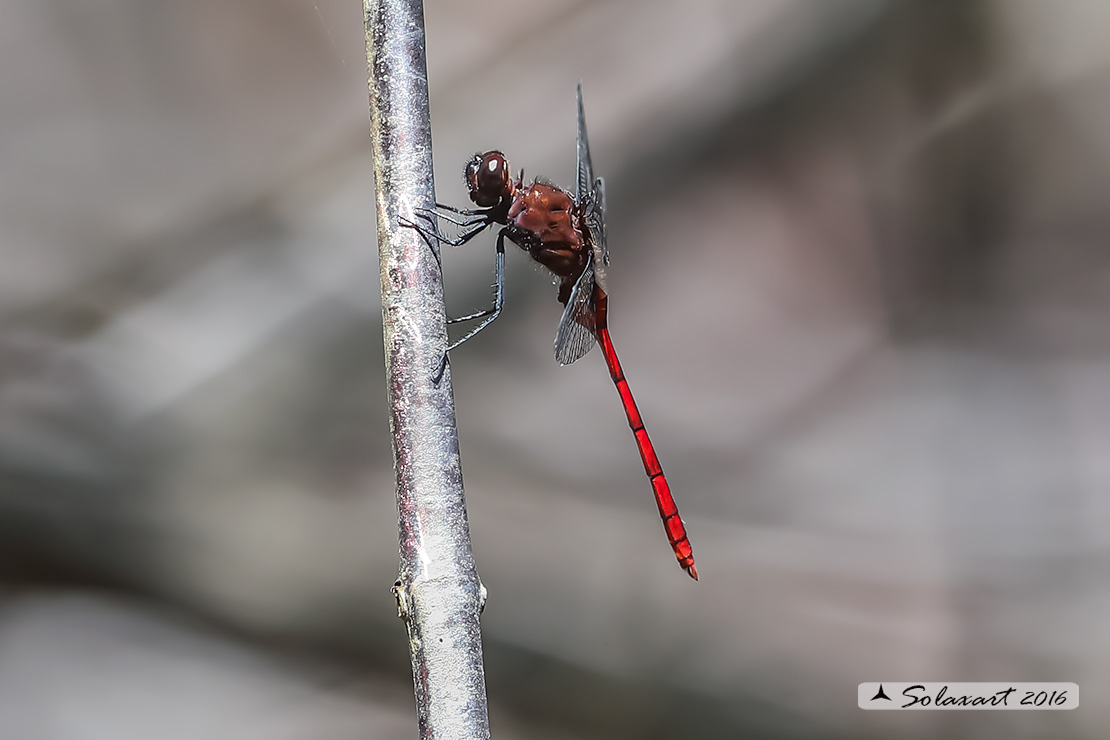 Erythemis haematogastra:  Red Pondhawk (male)