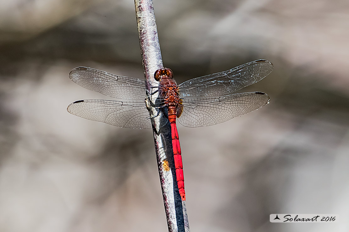 Erythemis haematogastra:  Red Pondhawk (male)