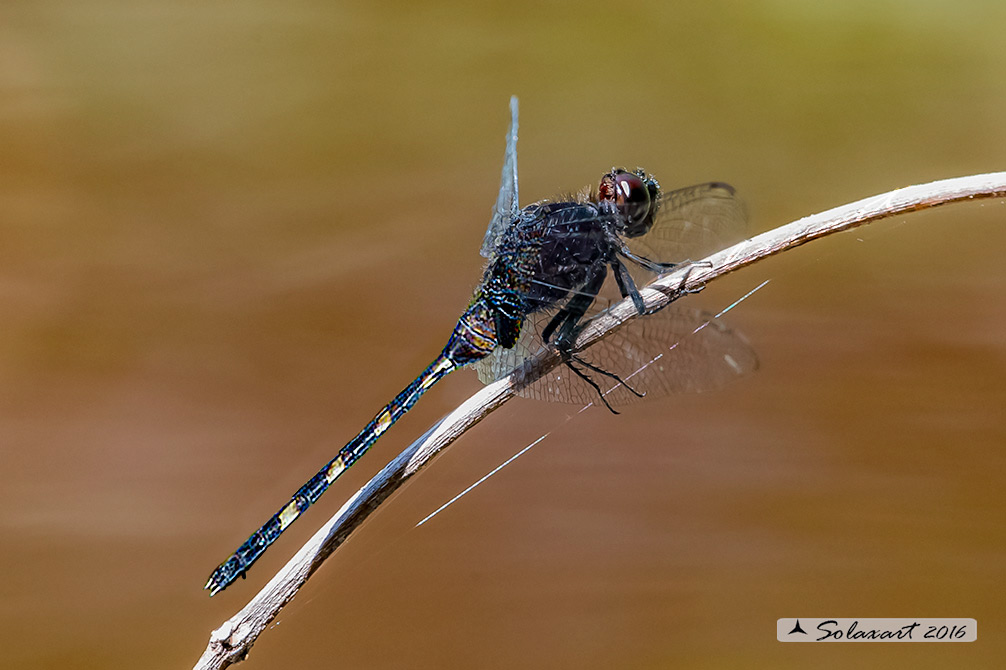 Erythemis plebeja:   Pin-tailed Pondhawk (female)