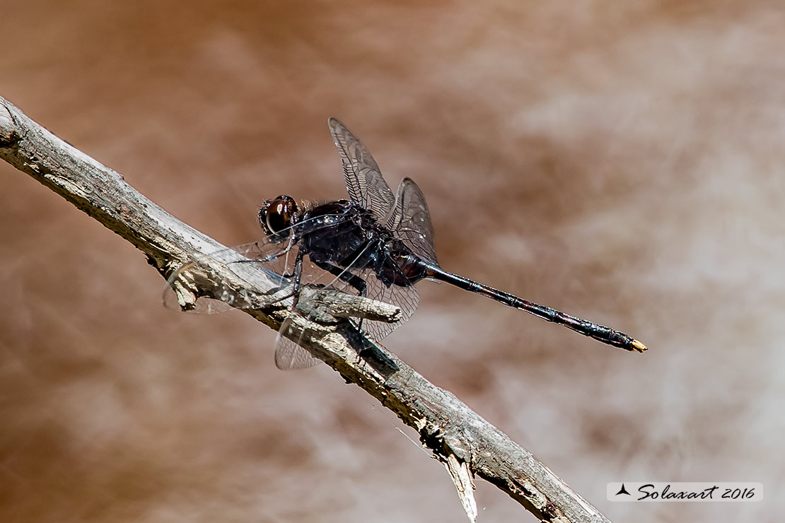 Erythemis plebeja:   Pin-tailed Pondhawk (male)