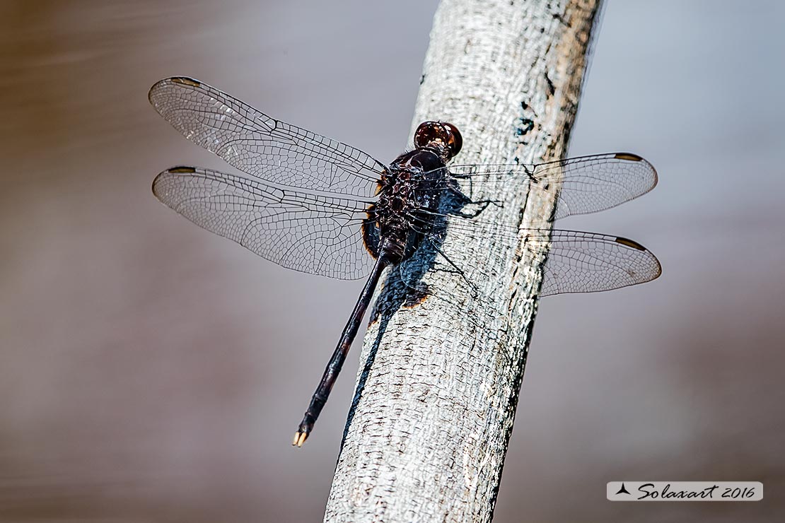 Erythemis plebeja:   Pin-tailed Pondhawk (male)