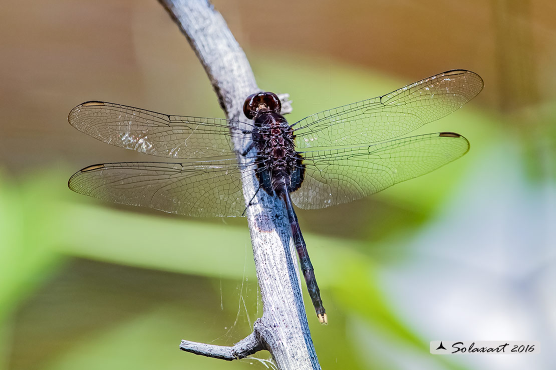 Erythemis plebeja:   Pin-tailed Pondhawk (male)