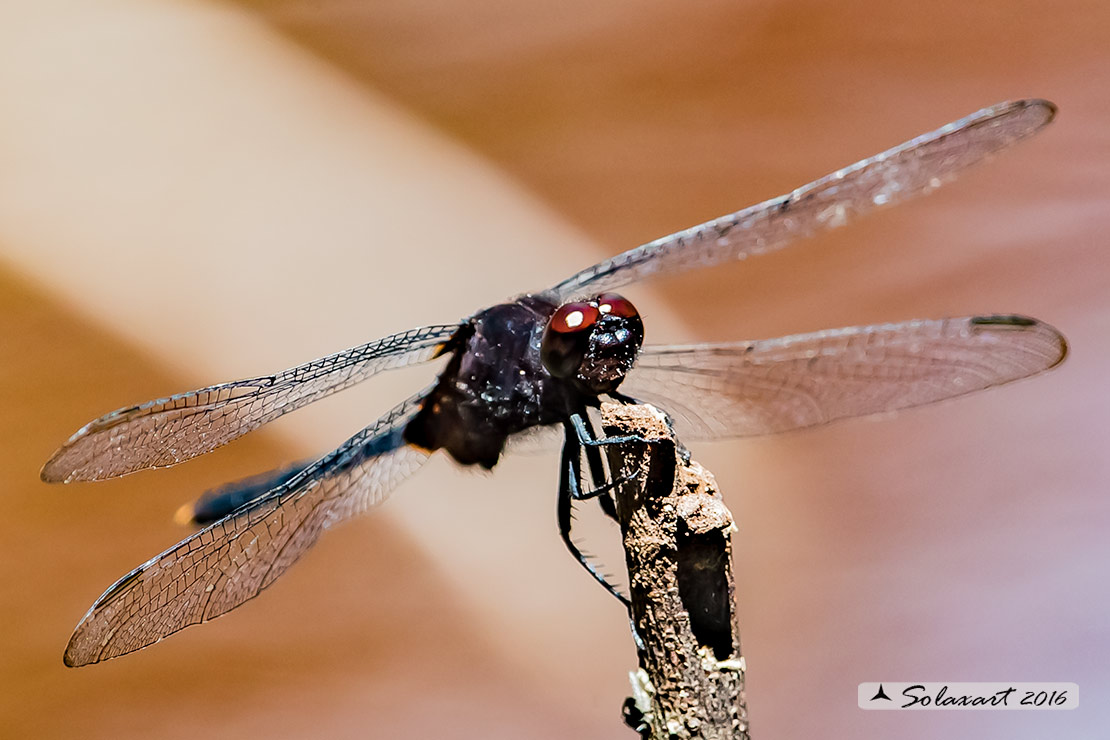 Erythemis plebeja:   Pin-tailed Pondhawk (male)