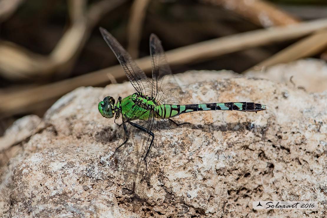 Erythemis simplicicollis: Eastern Pondhawk (female)