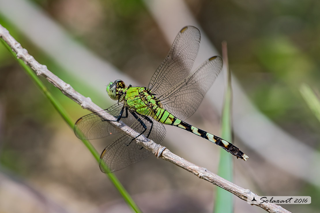 Erythemis simplicicollis: Eastern Pondhawk (female)