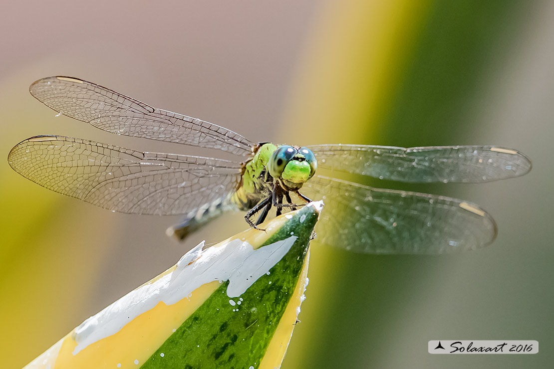 Erythemis simplicicollis: Eastern Pondhawk (female)