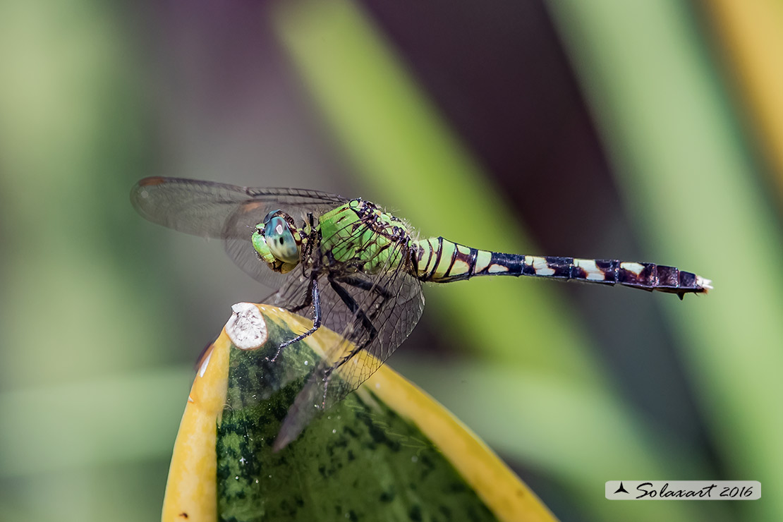 Erythemis simplicicollis: Eastern Pondhawk (female)