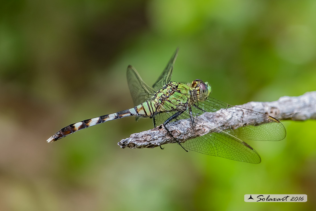 Erythemis simplicicollis: Eastern Pondhawk (juvenile male)