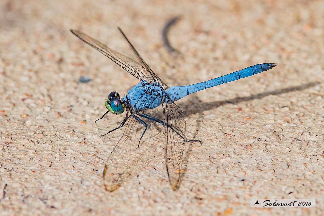Erythemis simplicicollis: Eastern Pondhawk (male)