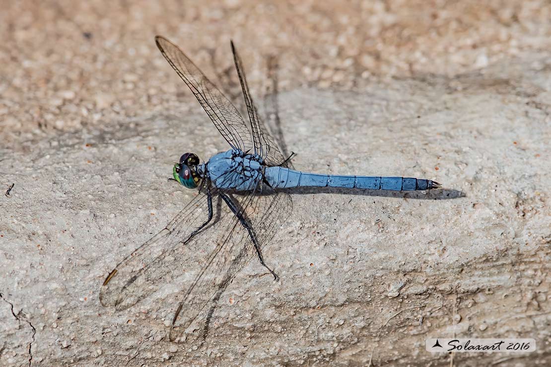 Erythemis simplicicollis: Eastern Pondhawk (male)